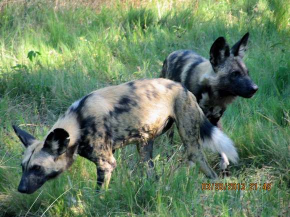 Painted Dogs, Starting to Stir After the Big Eat