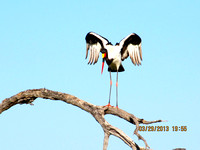An Elegant Saddle Billed Stork Stretching His Wings