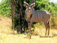 A Kudu