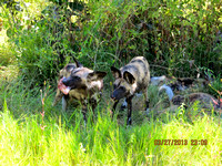It's mine! Wild Dogs, now Known as Painted Dogs