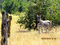 Saw Lots & Lots of Zebras
