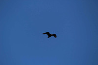 Turkey Vulture