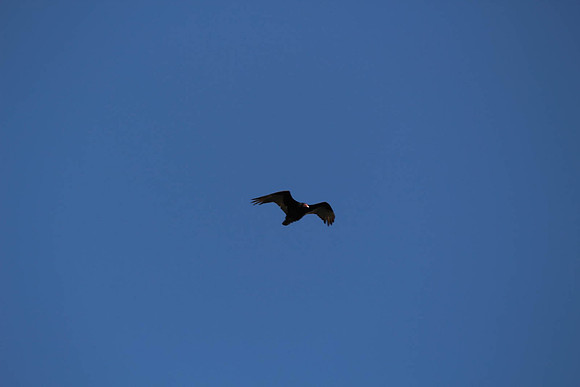 Turkey Vulture