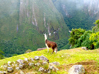 Machu Picchu Native