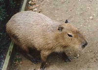 Capybara