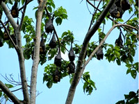 Flying Foxes (Fruit bats)