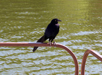 Great-tailed Grackle