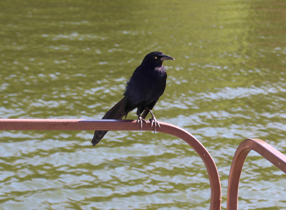 Great-tailed Grackle