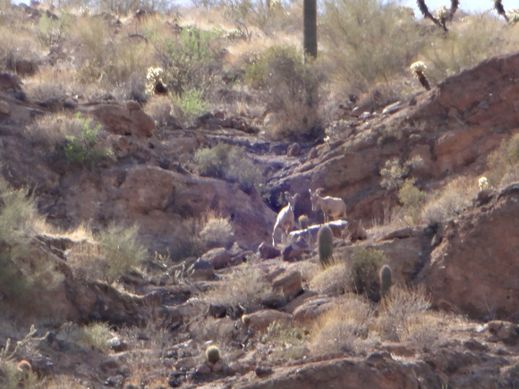 Desert Bighorn