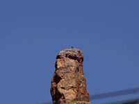 Young Bald Eagle on Spier Nest