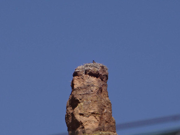 Young Bald Eagle on Spier Nest