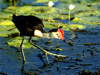 jacana