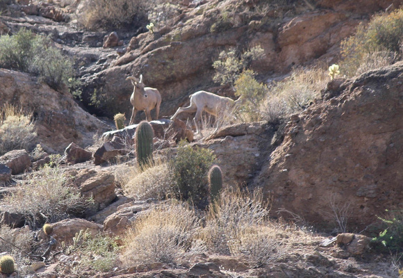 Desert Bighorn Sheep